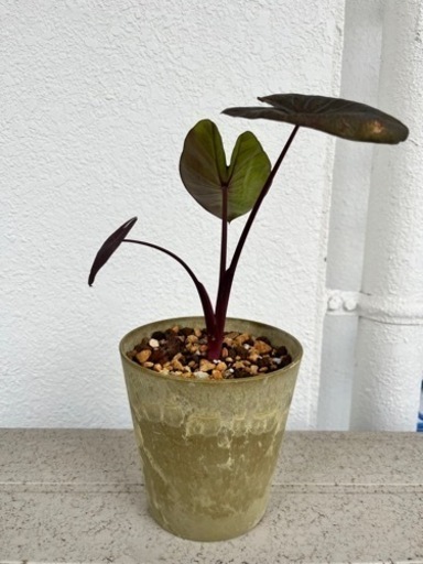 [観葉植物]コロカシアブラックコーラル\n
