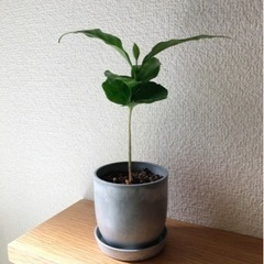 観葉植物　コーヒーの木(26)　20cm　おしゃれな2号の鉢と受...