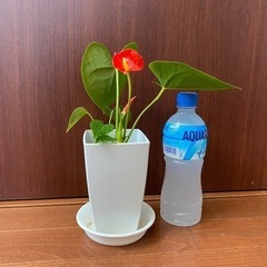 【観葉植物】アンスリウム オレンジ 28cm（小） 