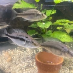 ディミディオクロミス・コンプレシケプス1匹　熱帯魚　アフリカンシ...