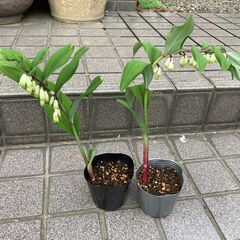 花苗