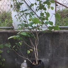 【ネット決済・配送可】マルバの木　　１６０センチ