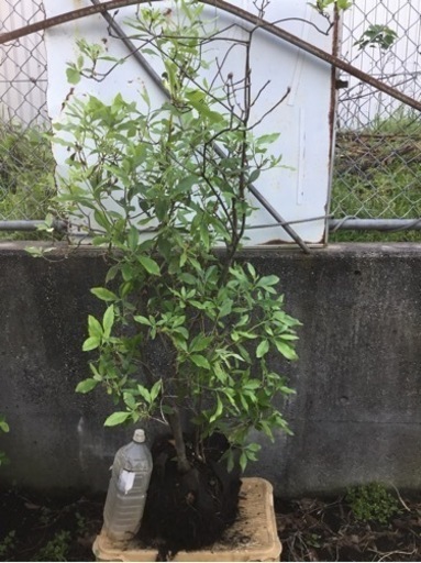春一番　　１２０センチ