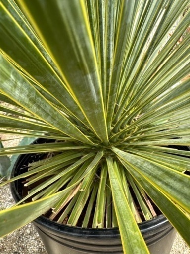 ロストラータ 実生 発根済み 44 ユッカ ロストラータ 発根済 ユッカ