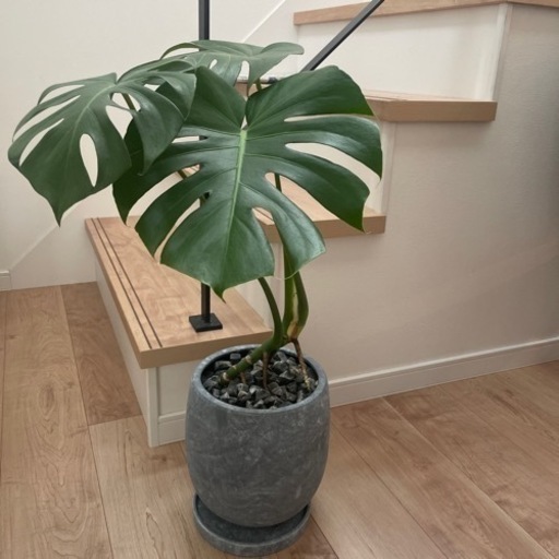 モンステラ　鉢植え　観葉植物