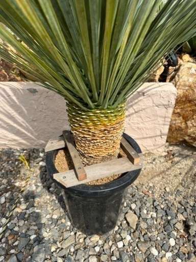 ユッカ ロストラータ　ダブルヘッド　シルバーリーフ　マルデヌベス　ブルーサンダー ユッカ ロストラータ ダブルヘッド シルバーリーフ マルデヌベス