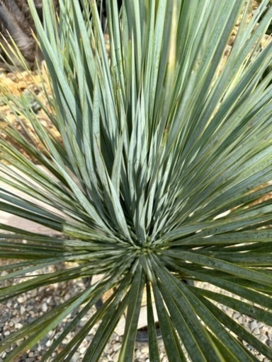 タイ産ロストラータ ブルーサンダー 90cm タイ産ロストラータ ブルー