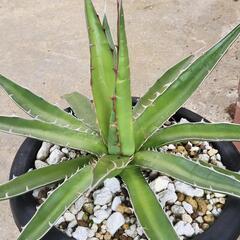 アガベ　セット