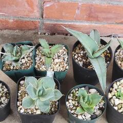 アガベ　セット