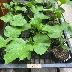 夏野菜の苗(よりどり5株)ミニトマト、ナス