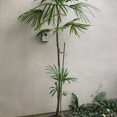 🌴棕櫚竹(シュロチク)観葉植物4   2本立ち