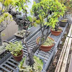 急ぎです。亡き祖父の年代物の梅の盆栽です。今日明日中に横浜の自宅...