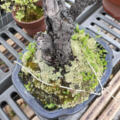 急ぎです。亡き祖父の年代物の梅の盆栽です。今日明日中に横浜の自宅まで引き取りに来られる方お願いします。