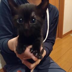 黒猫ちゃんです（1ヶ月〜2ヶ月位）