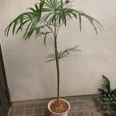 🌴棕櫚竹(シュロチク)観葉植物5　1本立ち