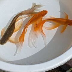 評価100記念テツギョ　鉄魚　ヒレ長　記念価格にて