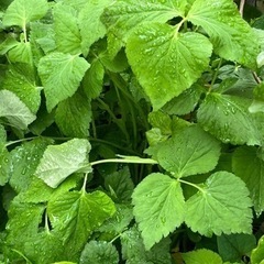 三つ葉、菊芋、オカワカメ苗沢山あります③