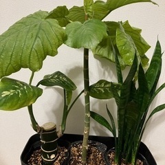 観葉植物