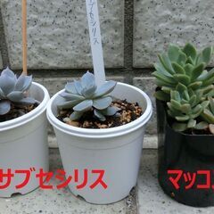 【無料】⑧セデベリア　マッコス+エケベリア　サブセシリス　多肉植物
