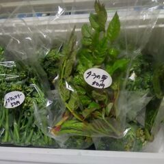 30日の新鮮野菜はタラの芽、茎ブロッコリー、かき菜、新玉ねぎ、人...