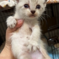 可愛い子猫(募集締め切ります) - 福岡市