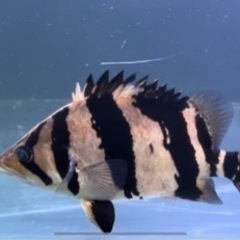 熱帯魚 ダトニオ