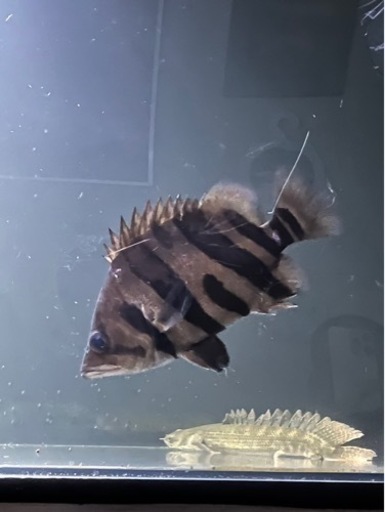 熱帯魚  ダトニオ