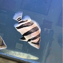 熱帯魚  ダトニオ