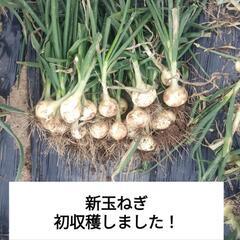 玉ねぎ、スナップエンドウ収穫体験！ − 埼玉県