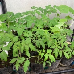 夏野菜　苗　固定種、自家採取！