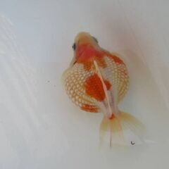 金魚【ピンポンパール】