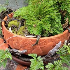 イワヒバ科植物 陶器鉢付き 苔つき ミニチュアジャングル