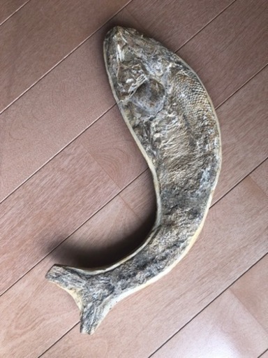 魚の化石　白亜紀