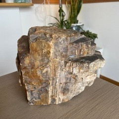 アクアリウム　メダカ　熱帯魚の石