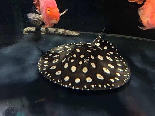 【熱帯魚】ダイヤモンドポルカ♂（50㎝弱）