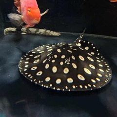 【魚】ダイヤモンドポルカ♂（50㎝弱）