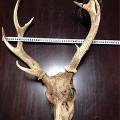 鹿の角🦌頭蓋骨