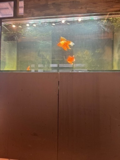 2度と出ない超お買い得フルセット120水槽