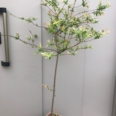 ハクロニシキ①　1本仕立て 観葉植物