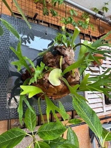 特大ビカクシダ 板付け