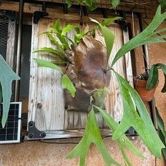 特大ビカクシダ 板付