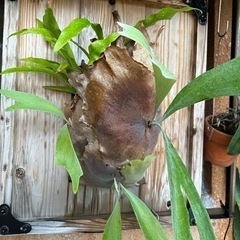 特大ビカクシダ 板付