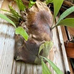 特大ビカクシダ 板付