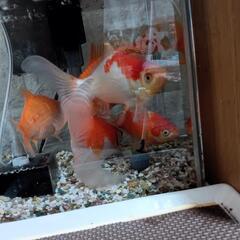 金魚[コメット・和金］+金魚鉢