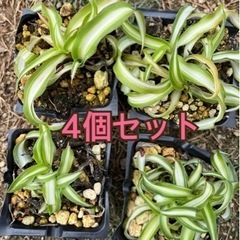 観葉植物　オリズルラン　ポニーテール　