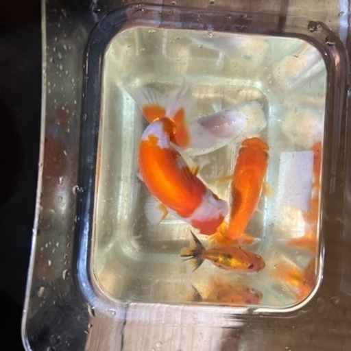 金魚