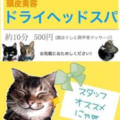 【保護猫団体withcat】ドライヘッドスパ　5/5