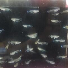 フロマージュメダカ1ペア稚魚～若魚約1.5cm