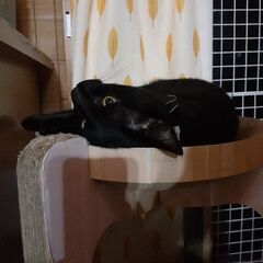 黒猫です