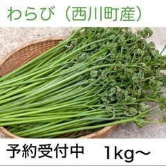 ③　天然わらび　山菜　１キロ〜予約受付ます。西川町産　食品